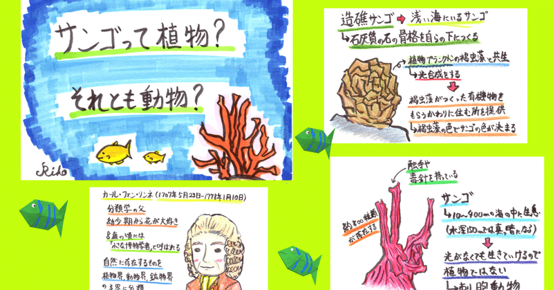 【科学雑学＃002】サンゴって植物？それとも動物？／生物の特徴と分類の仕方について【中学理科イラスト解説】