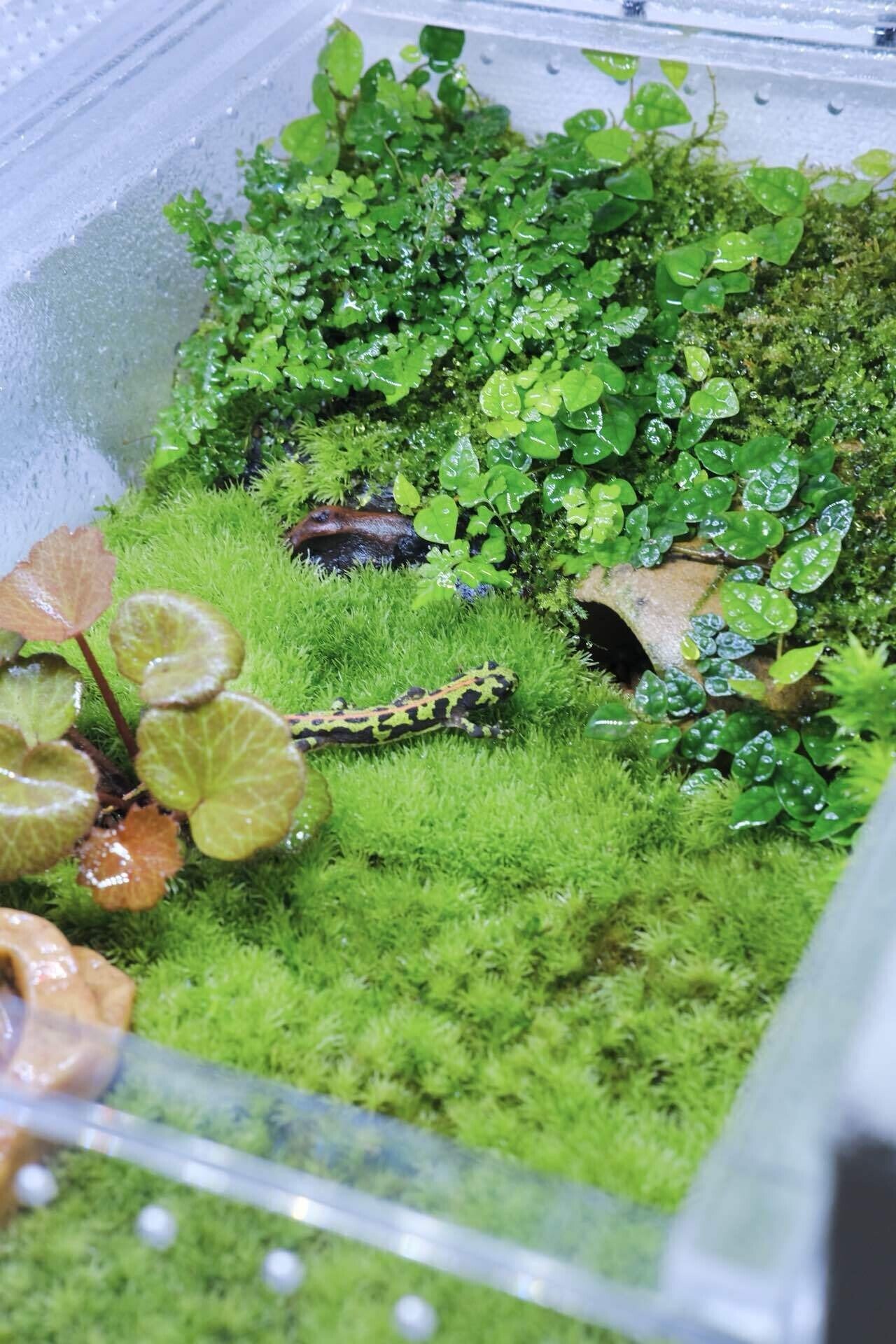 イモリのためのビバリウム】レプボイモリウムの経過観察｜もぐ