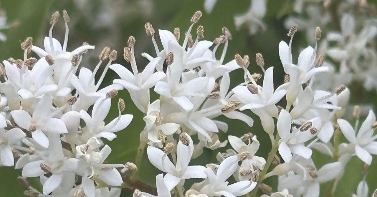 コミノネズミモチ たくさんの花に目を奪われる｜EGGSEED