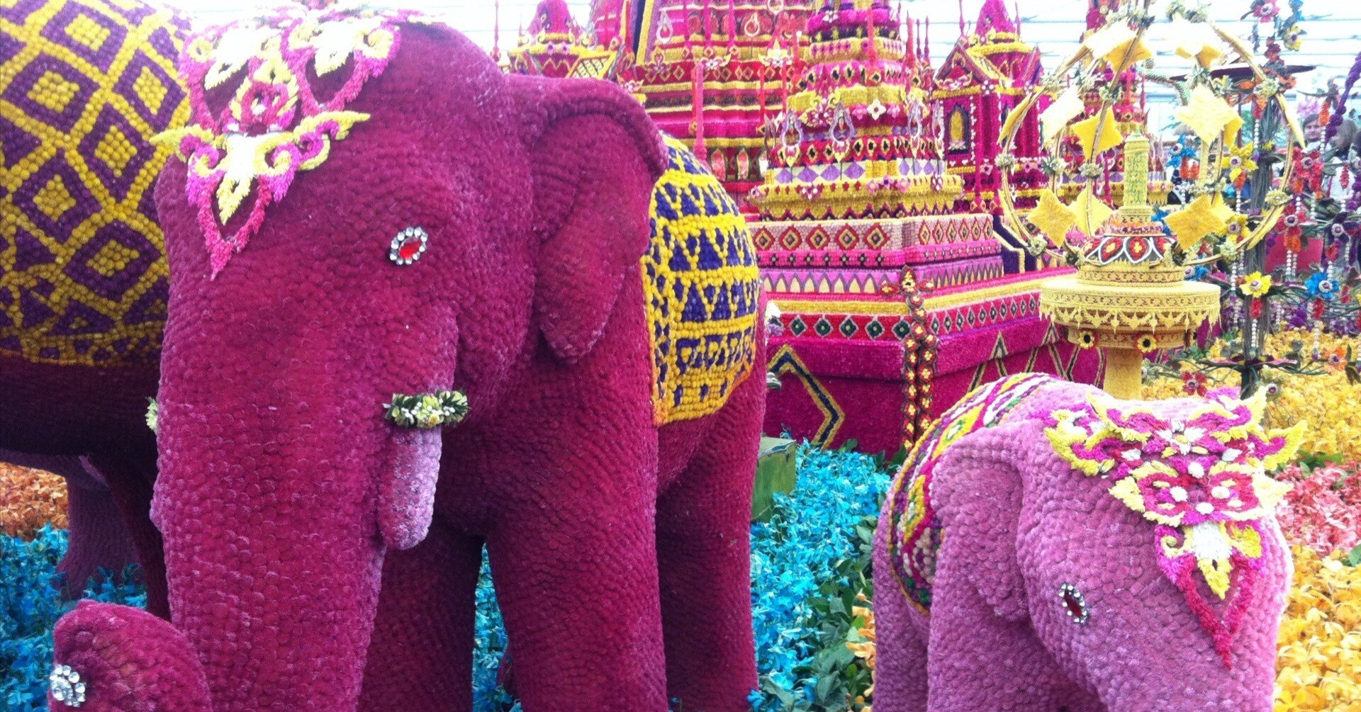 英国最古の花の祭典「チェルシー・フラワー・ショー💐」が開幕