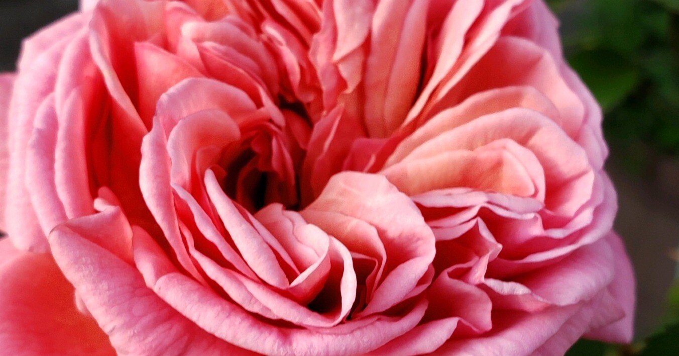 愛すべき和バラ かおりかざり｜りっか@あれこれ園芸記録