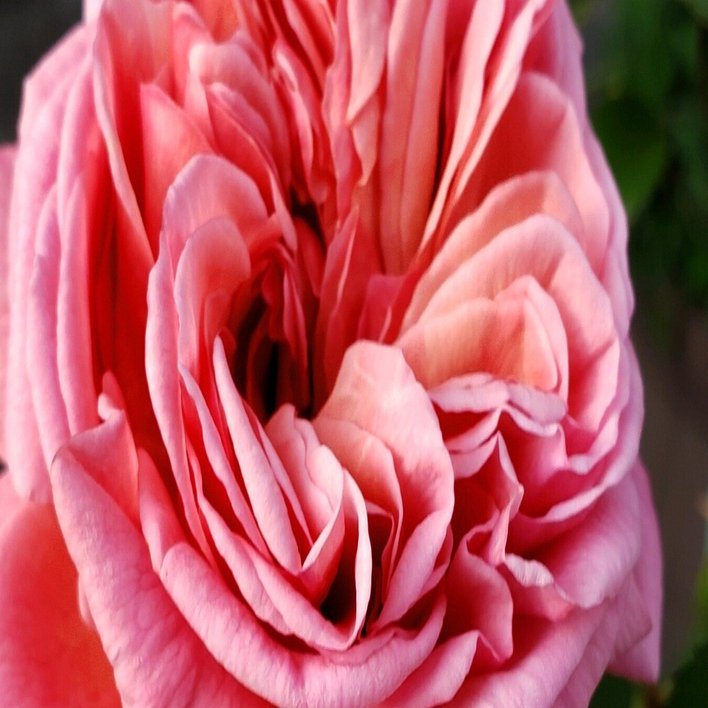 愛すべき和バラ かおりかざり｜りっか@あれこれ園芸記録