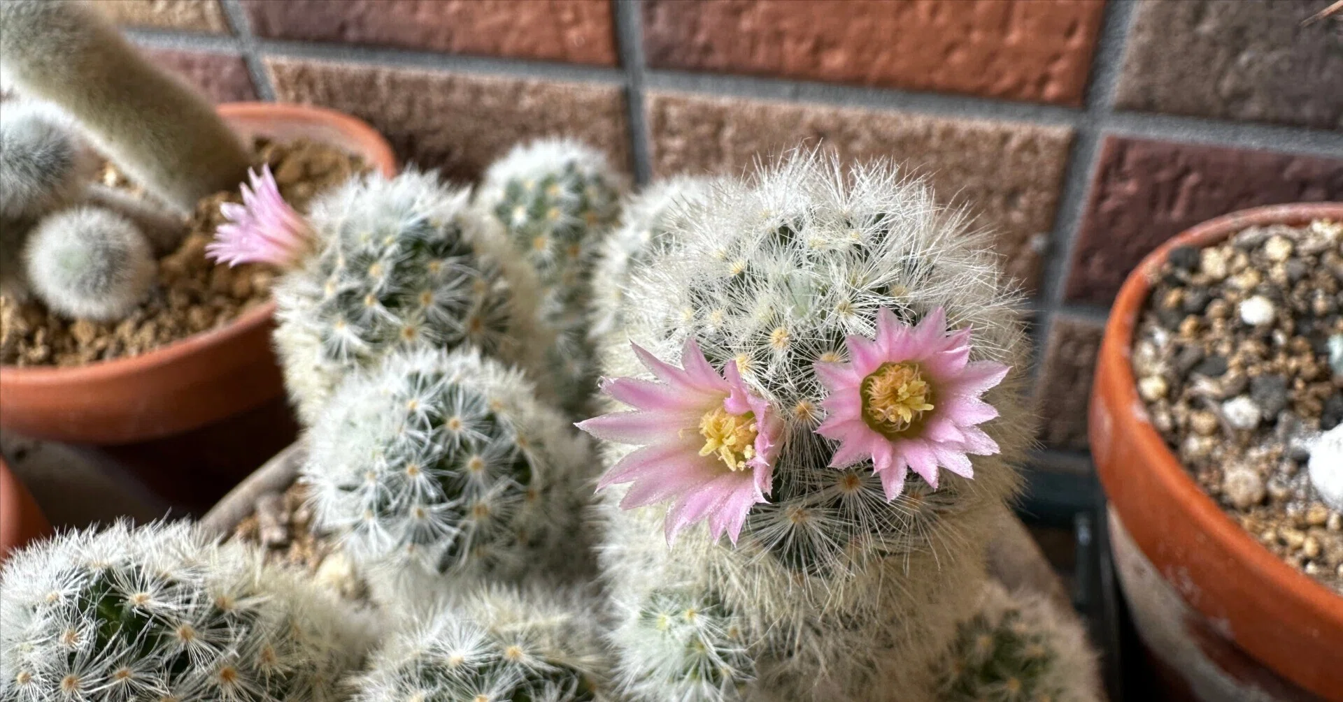 ベランダが花盛り（初夏のサボテンと多肉植物）｜なつこN：毎日を機嫌