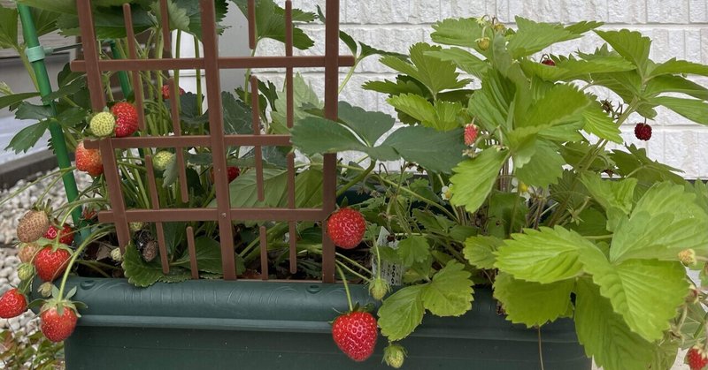 玄関先で苺摘み🍓朝摘み苺＆ワイルドベリー