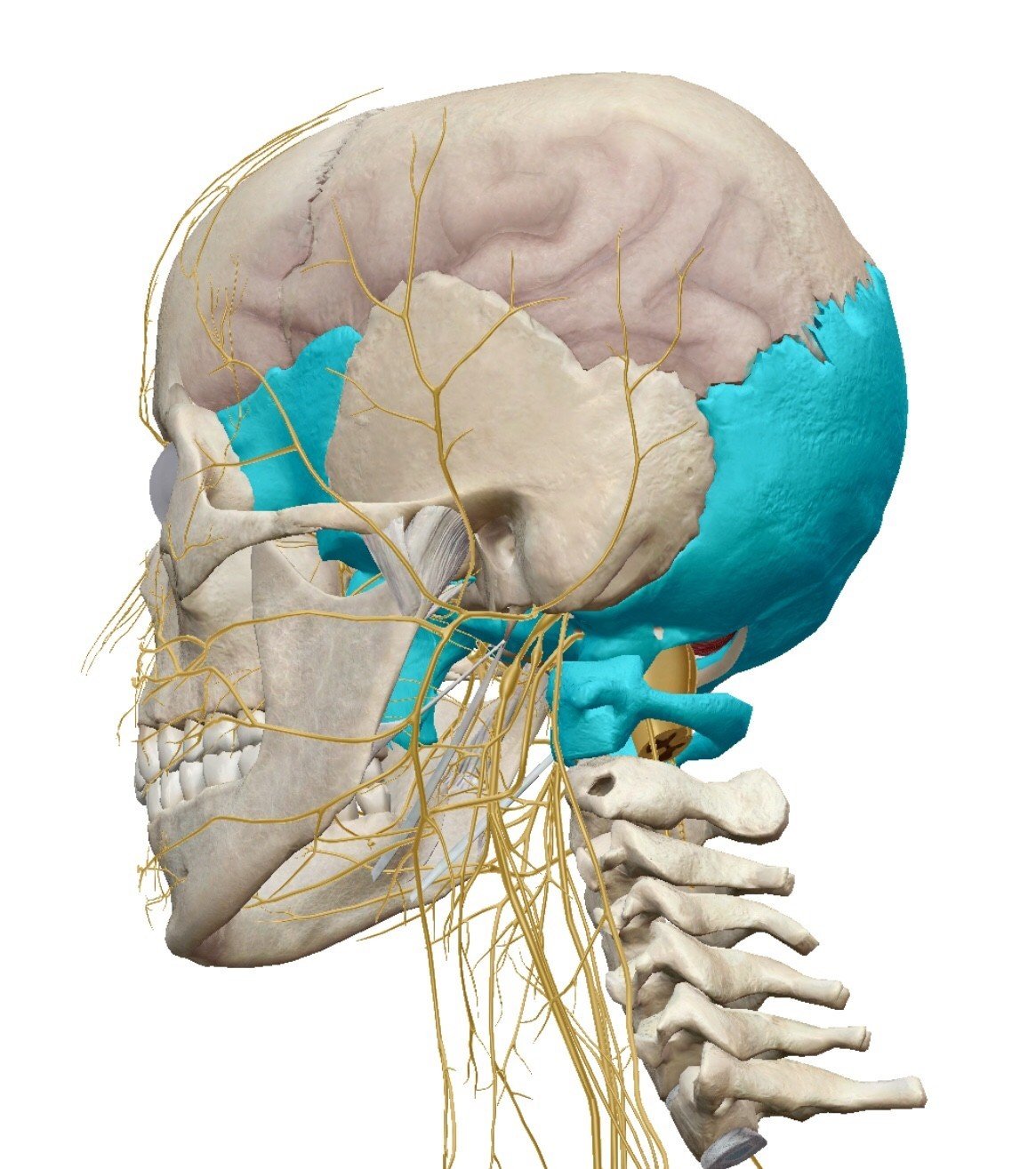 頭蓋骨と頚椎が交わるところからが 首 です 脳を安定させるため 首 頚椎 は無数の小さな筋肉で常に微調整をしています 体幹 脊椎 脳 安定 固定ではない 小林洋太 Segsボディ研究家 Note
