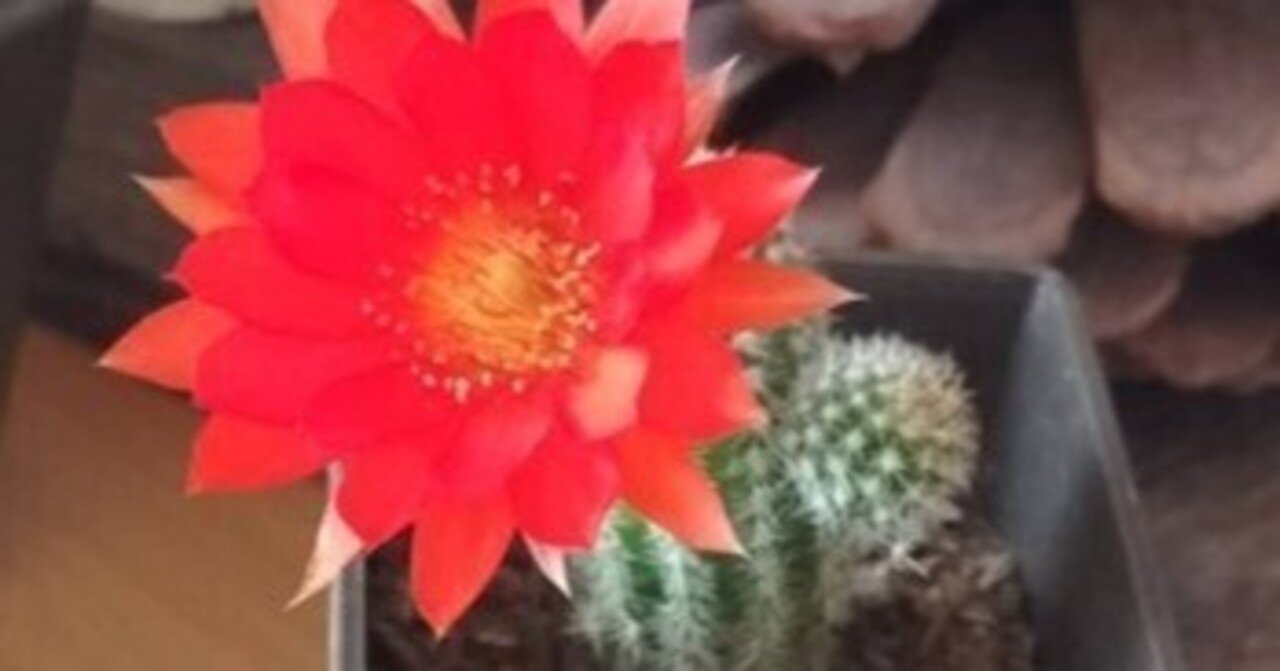 サボテンの花が咲いた！｜農業大好き❗ 小川隆宏