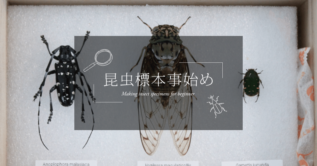 昆虫標本事始め｜養老まにあっくす