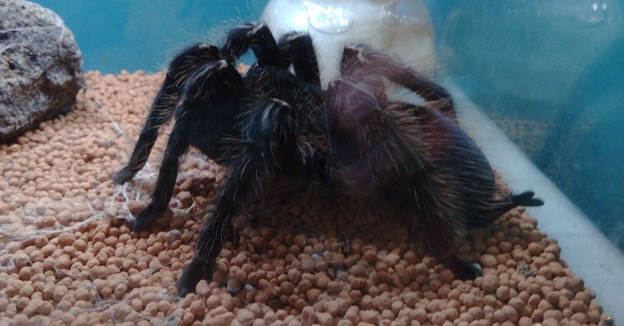 タランチュラ 小椋 智貴 Note