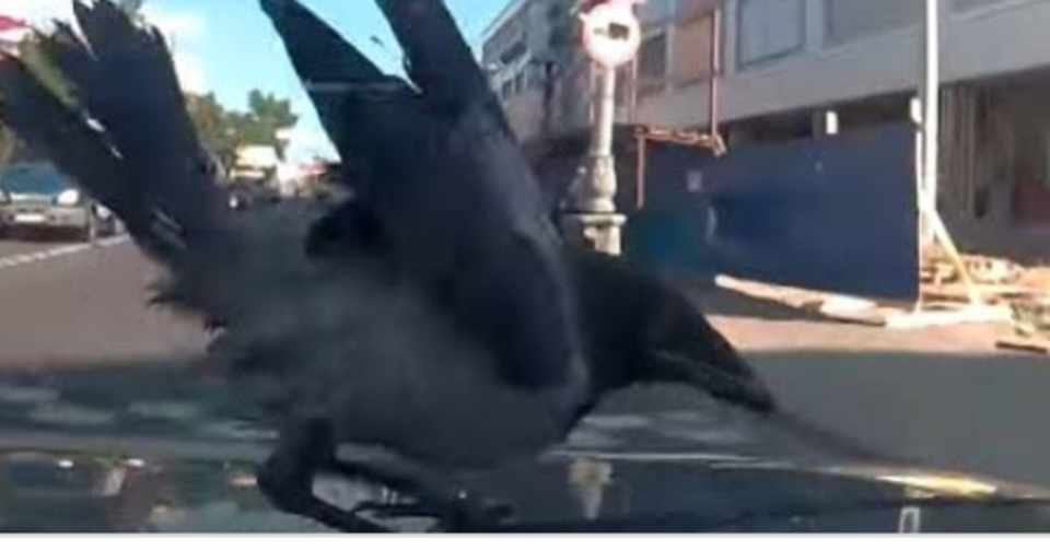 カラスの被害 で 自動車保険は下りるか しょうぷん会長 Note