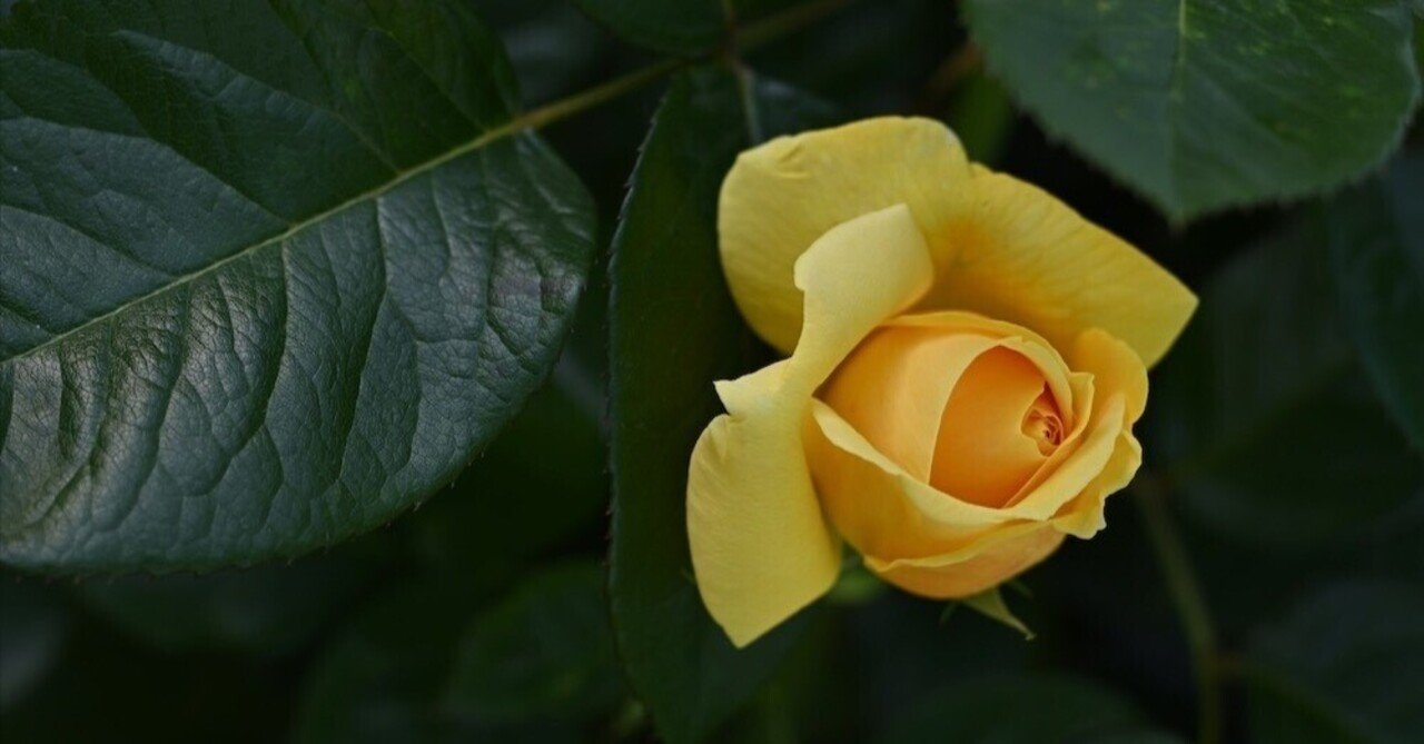 薔薇の悲哀・・・写真家の厳しい視点から見る熊本市動植物園｜西田親生