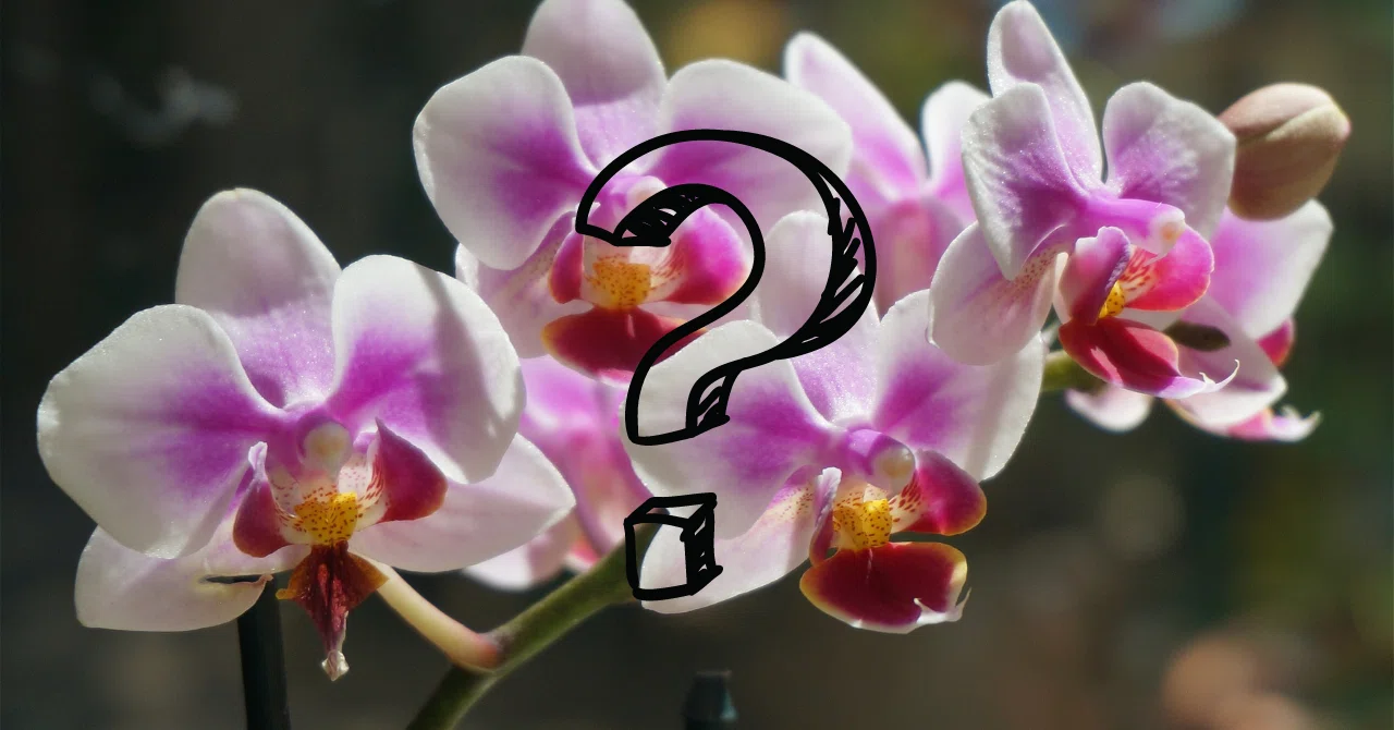 不思議なランの世界 -Species Diversity of Orchids-｜Kappa japonica