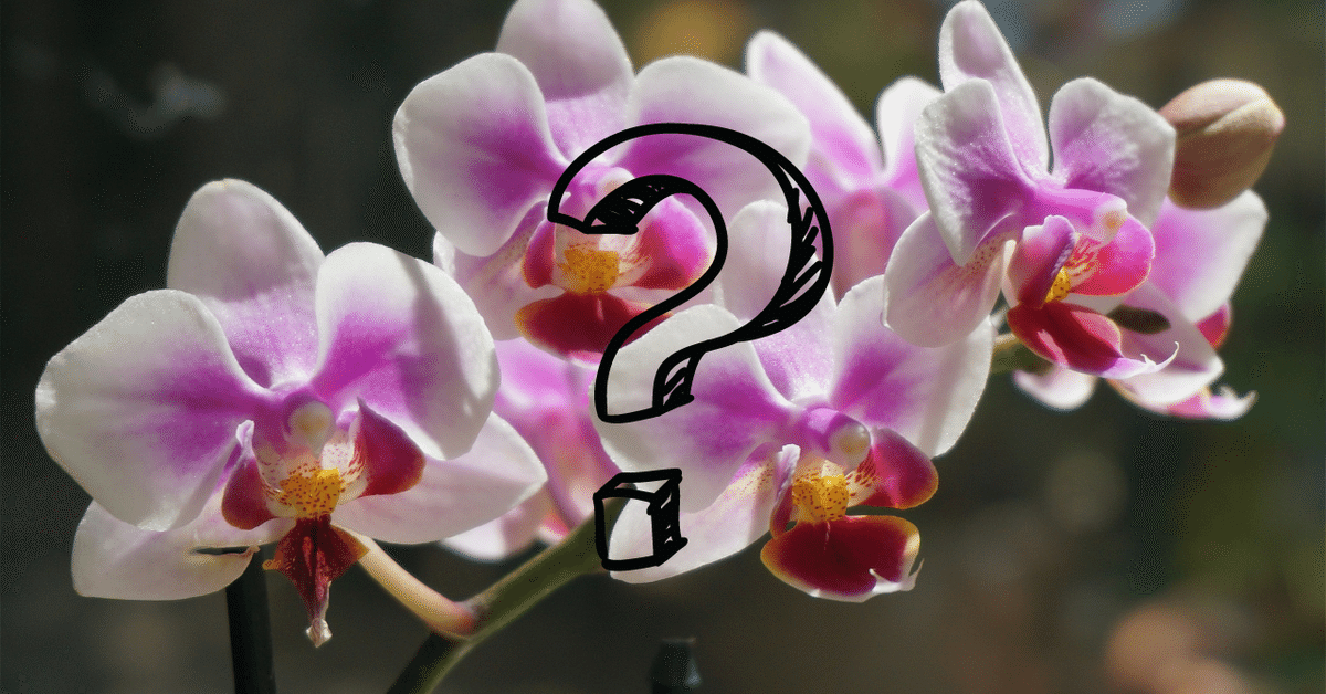 不思議なランの世界 -Species Diversity of Orchids-｜Kappa
