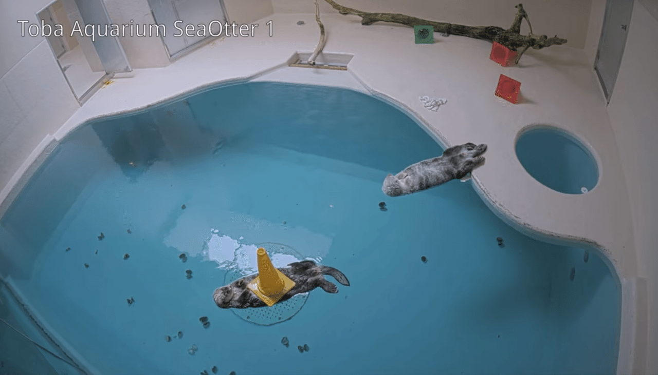 鳥羽水族館のメイちゃんキラちゃん｜みちゅねこ