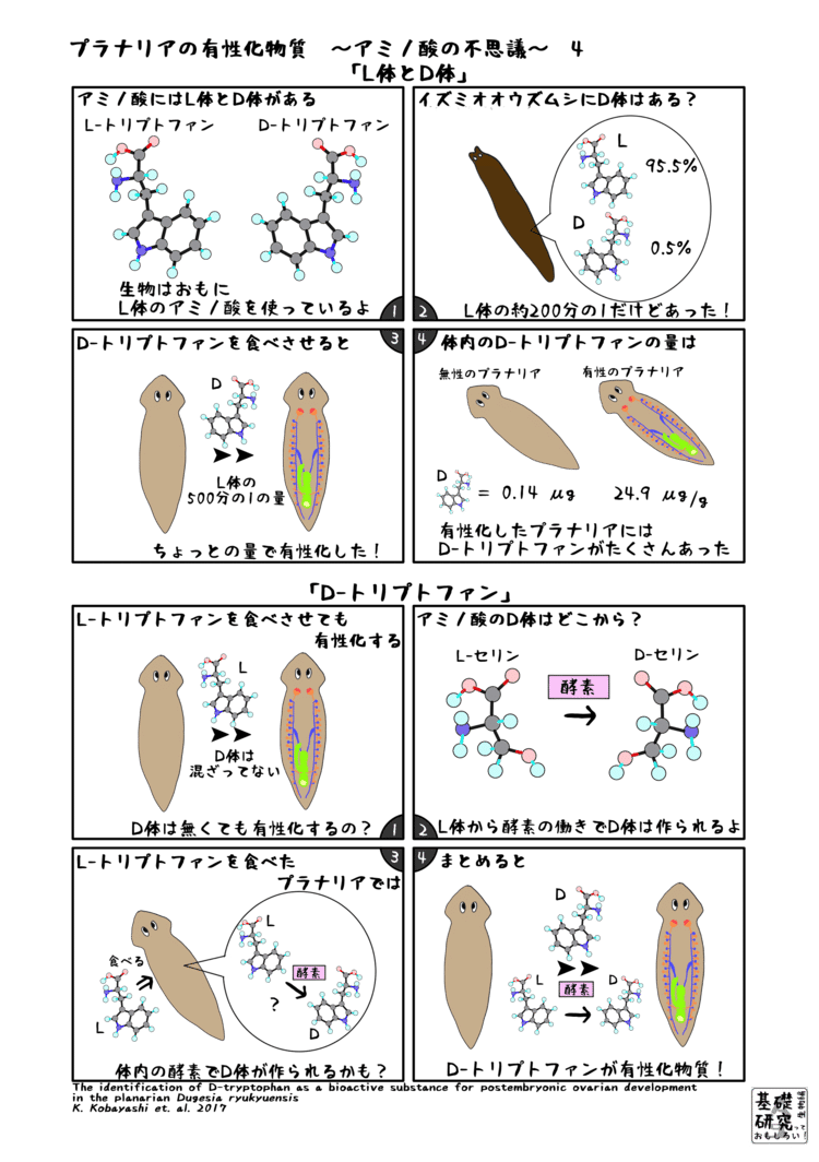 2017, Scientific Reports, The identification of D-tryptophan as a bioactive substance for postembryonic ovarian development in the planarian Dugesia ryukyuensis, K. Kobayashi et al. より　4ページ目