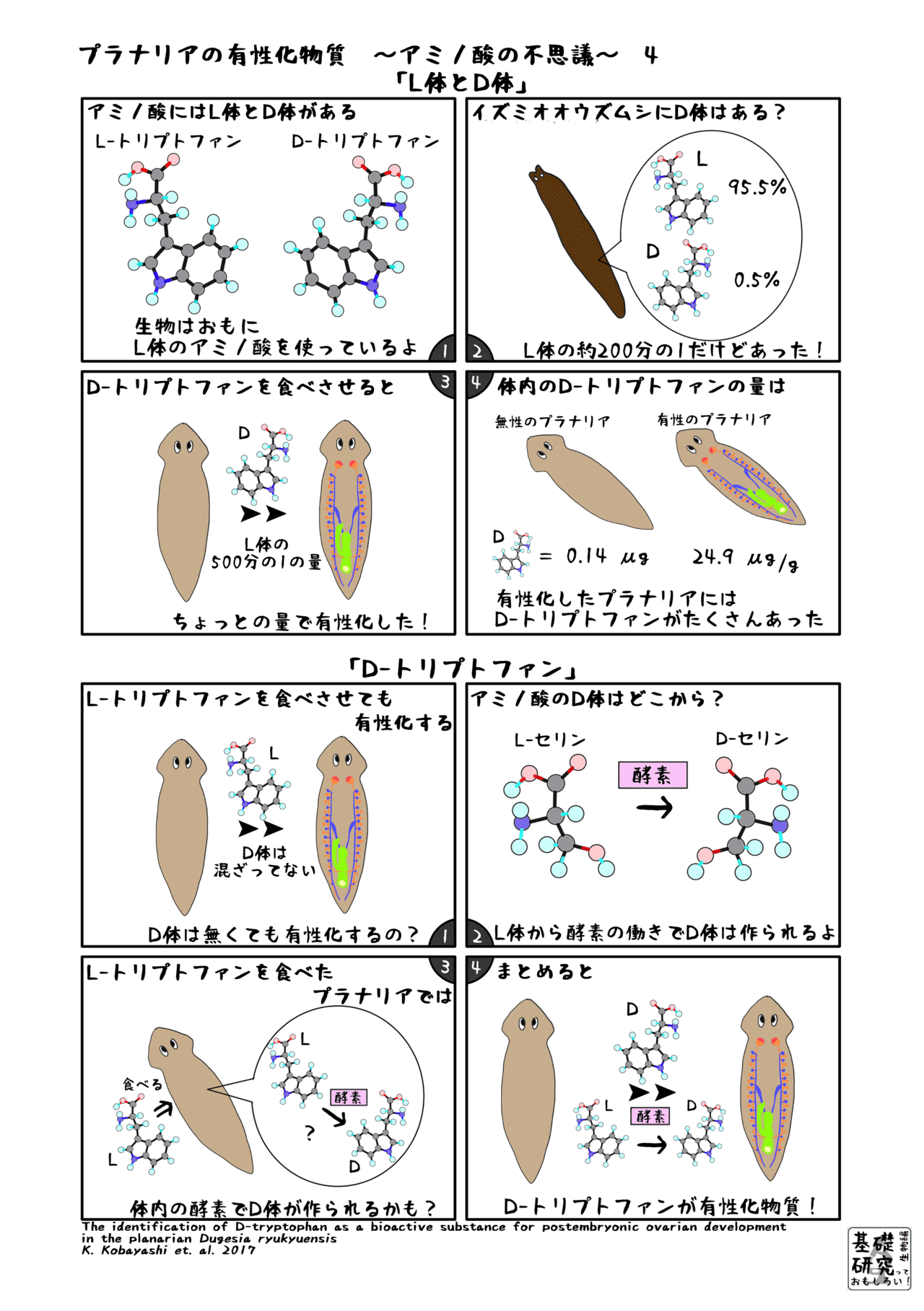 A5プラナリアの有性化物質4