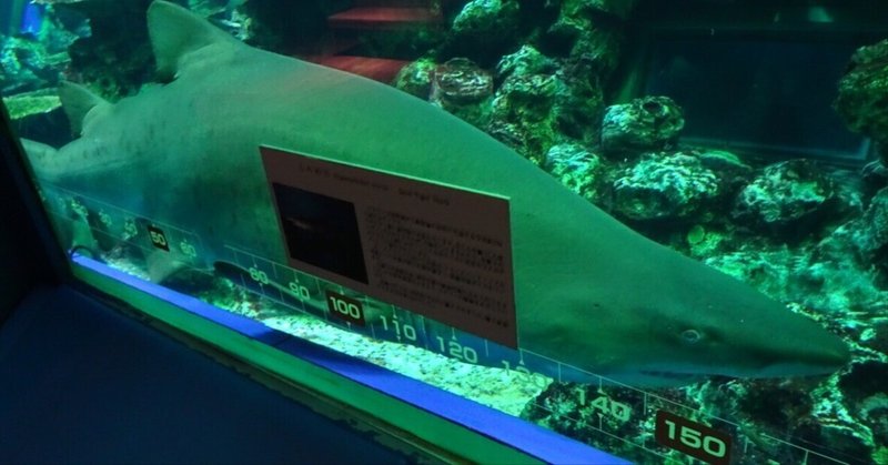 【つながる旅行記＃283】シロワニ（サメ）のハードモードな人生の始まりを知る【東海大学海洋科学博物館】