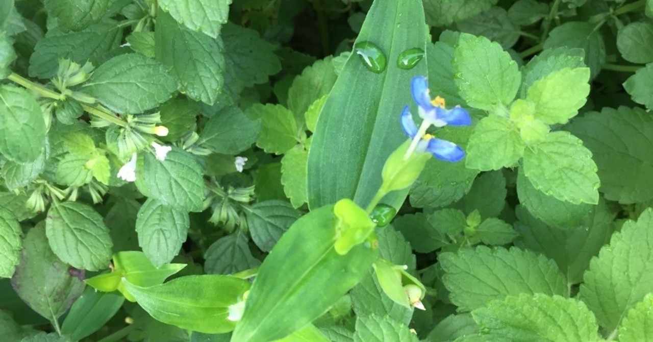 つゆ草 の新着タグ記事一覧 Note つくる つながる とどける