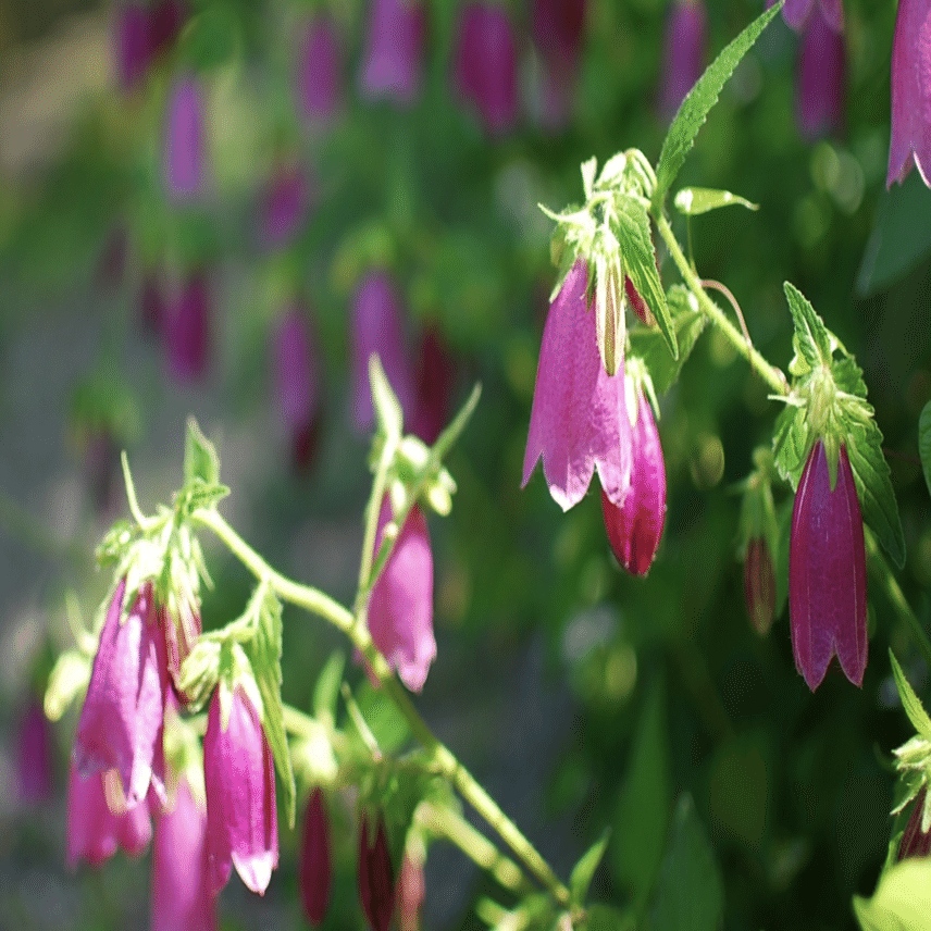 釣鐘草(カンパニュラ)｜鈴木咲子/ Sakiko Suzuki