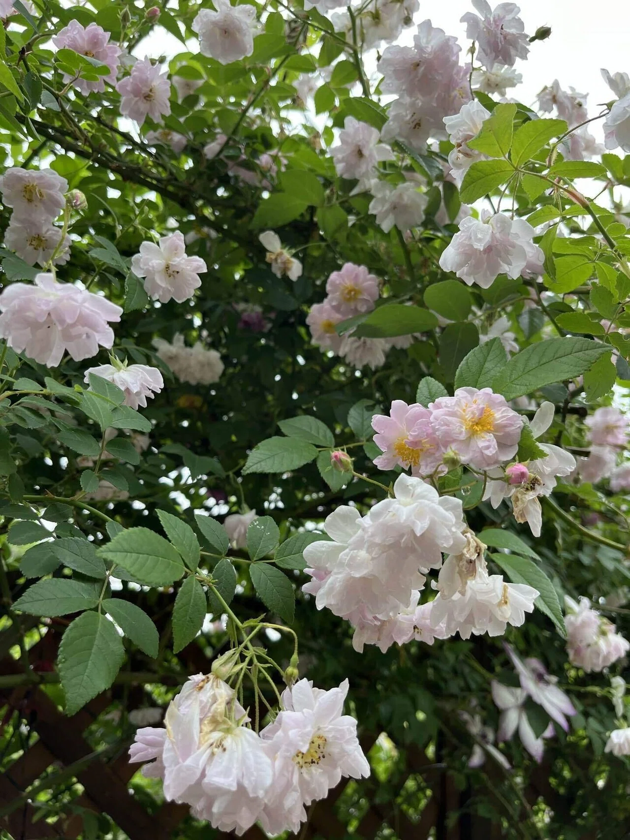 庭にある薔薇｜おかこ