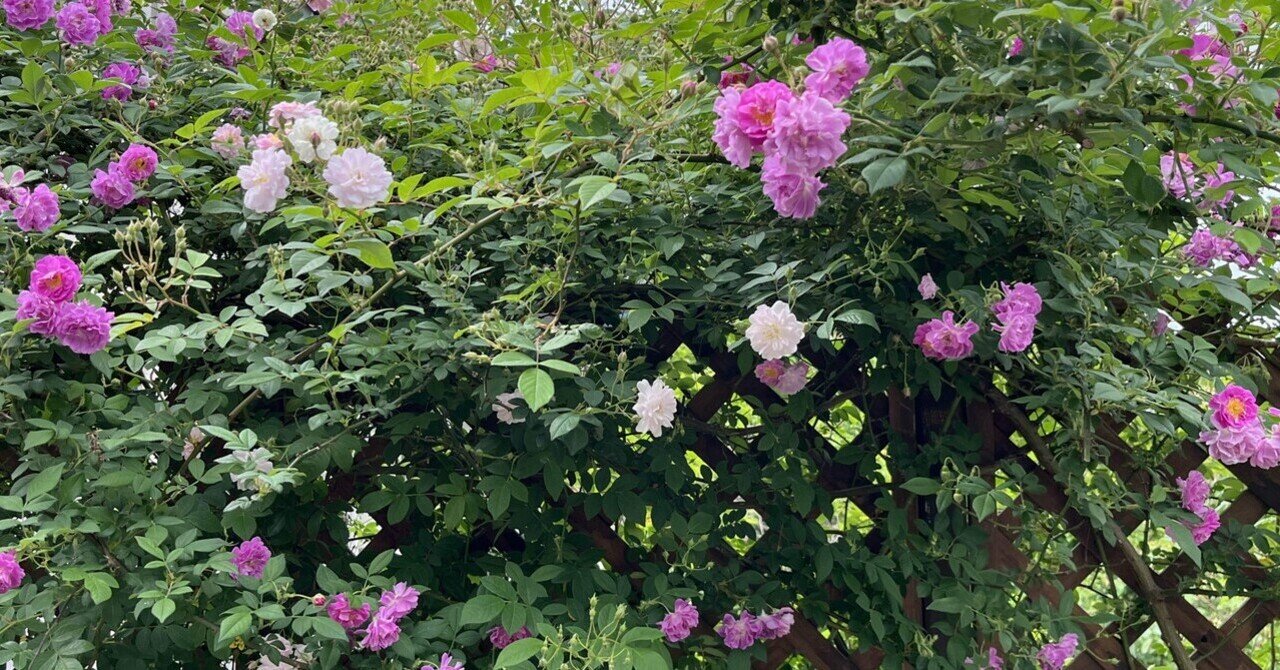 庭のバラ 庭にある薔薇｜おかこ