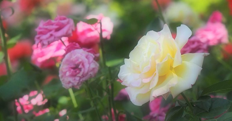 初夏のきらめき🌹｜平和公園のバラ｜写真日記