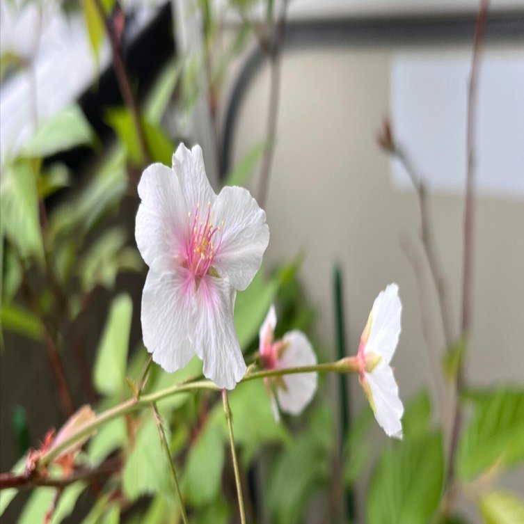 桜を種から育てて開花させた記録｜いが