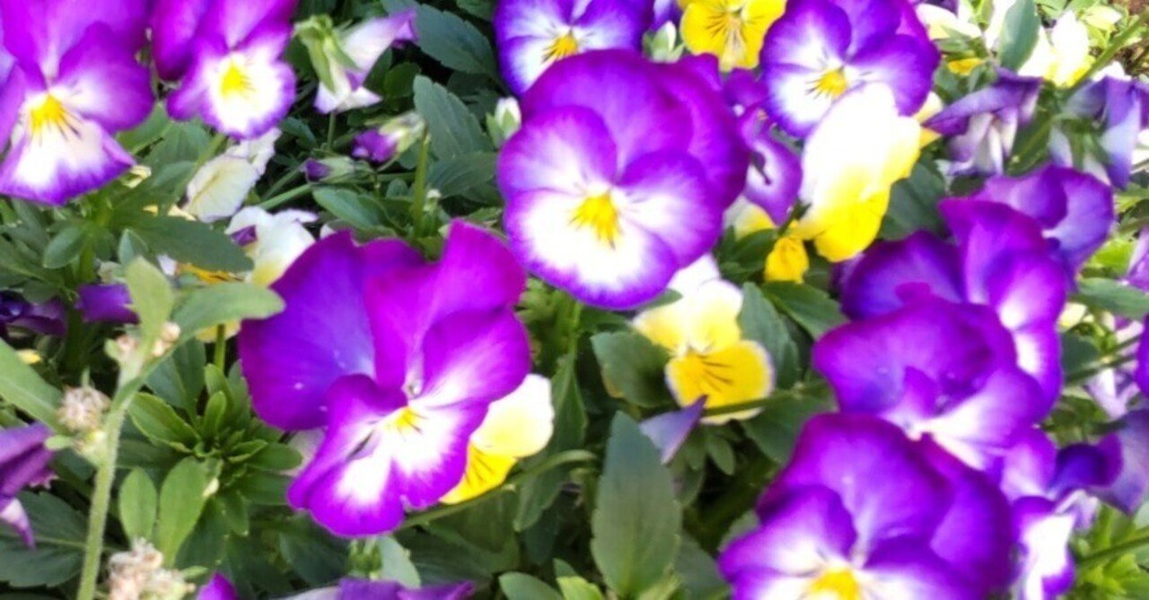 パンジーランプ大 【公式通販】