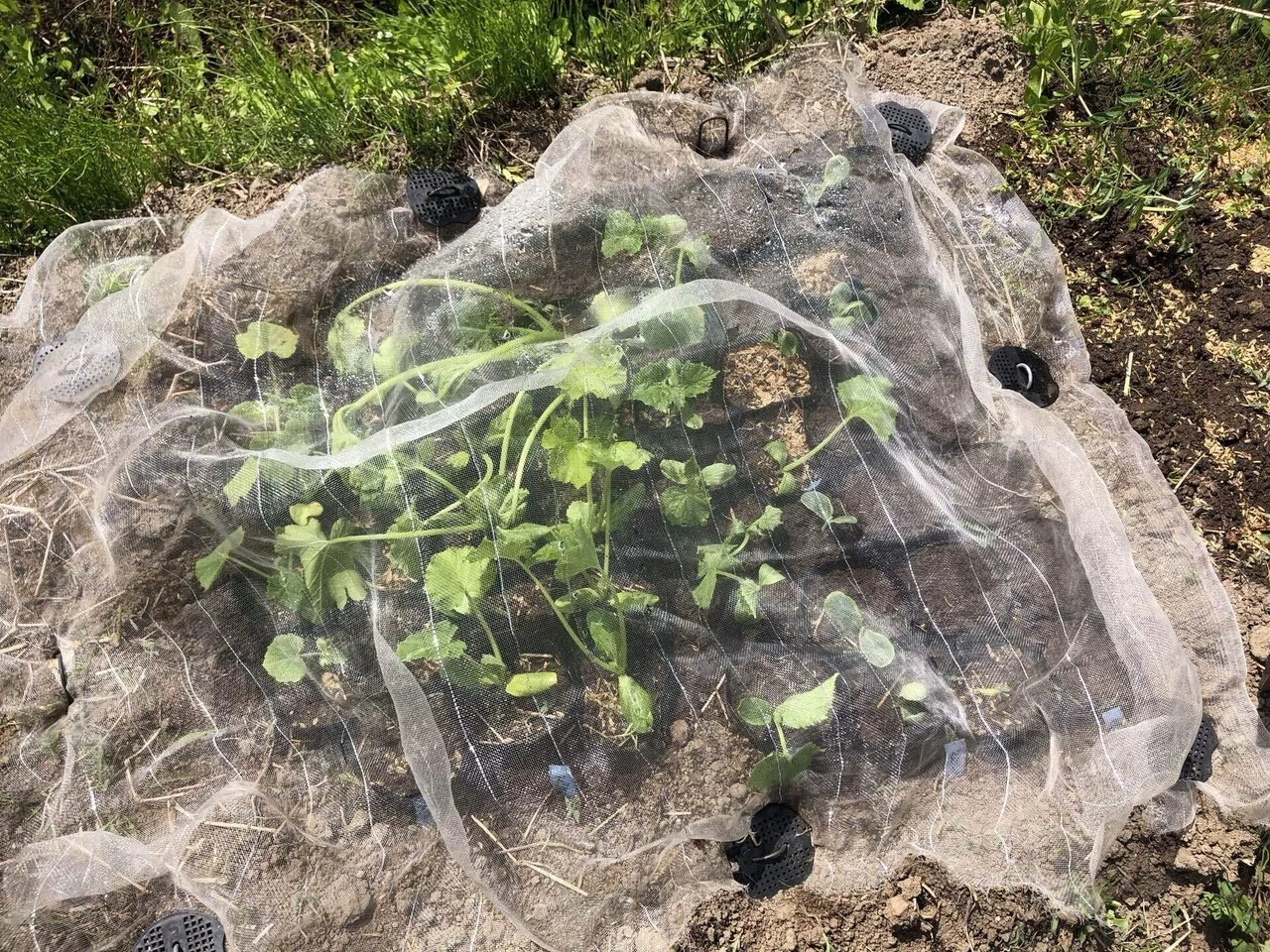 畑直播き育苗状況｜MUNA_FARM 無農薬自給自足