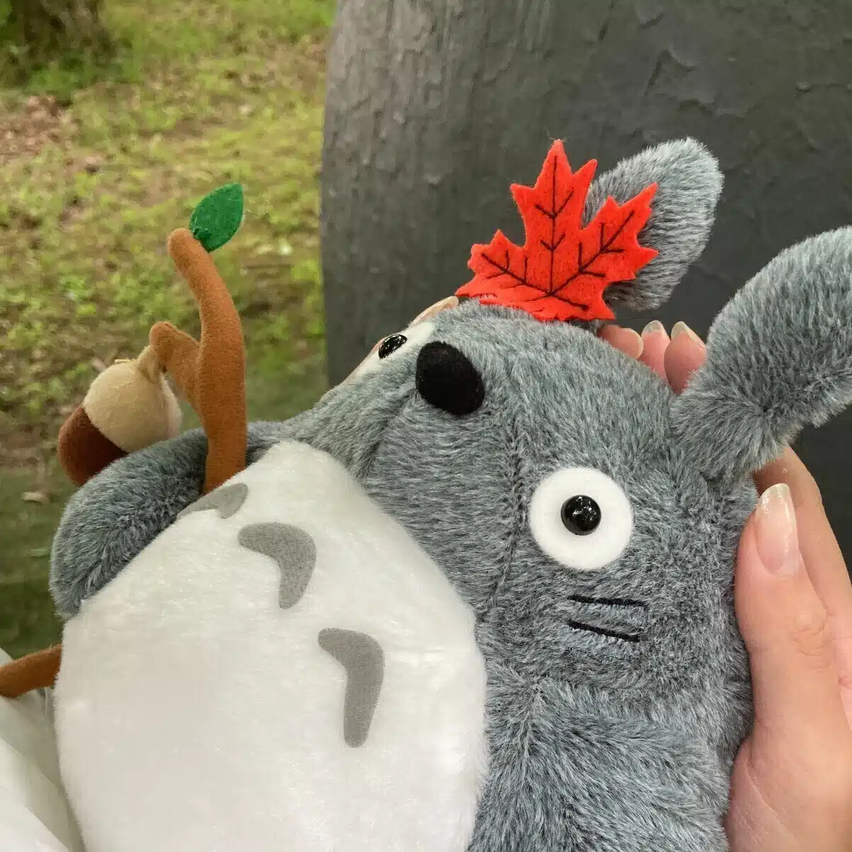 どんぐりのおなか
