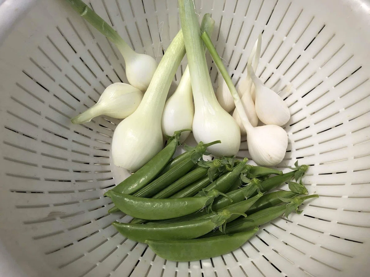 瓜の畑の準備と嬉しいおまけ｜MUNA_FARM 無農薬自給自足