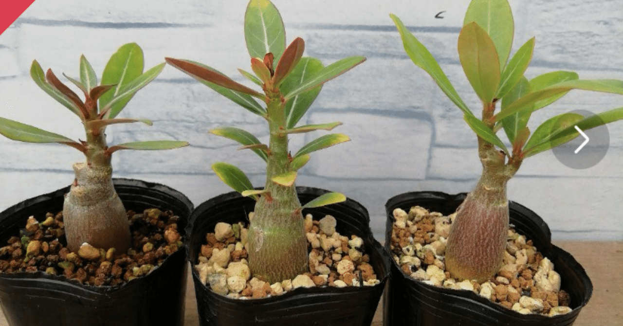 実生9年目】アデニウム・アラビカム〜砂漠の薔薇〜