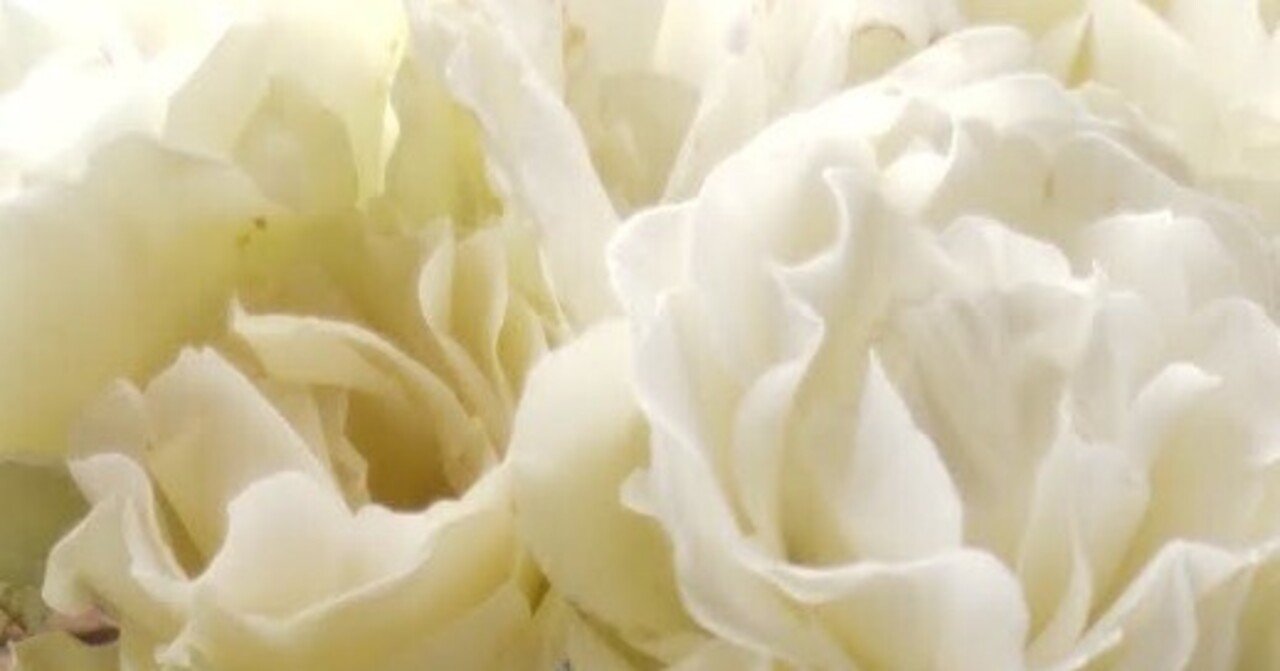 白いバラの垣根｜haruka