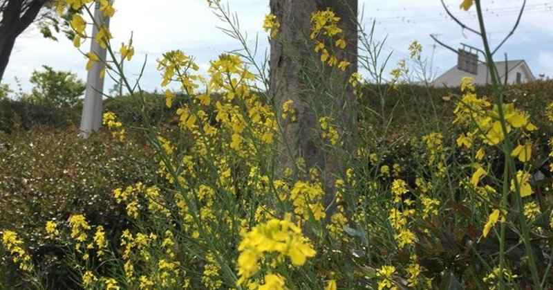 相手によって態度を変える人には自信があるんだと思うのだ 河野陽炎 プロ資格マニア 保有資格30ほど 失効4 放送大20単位 Note