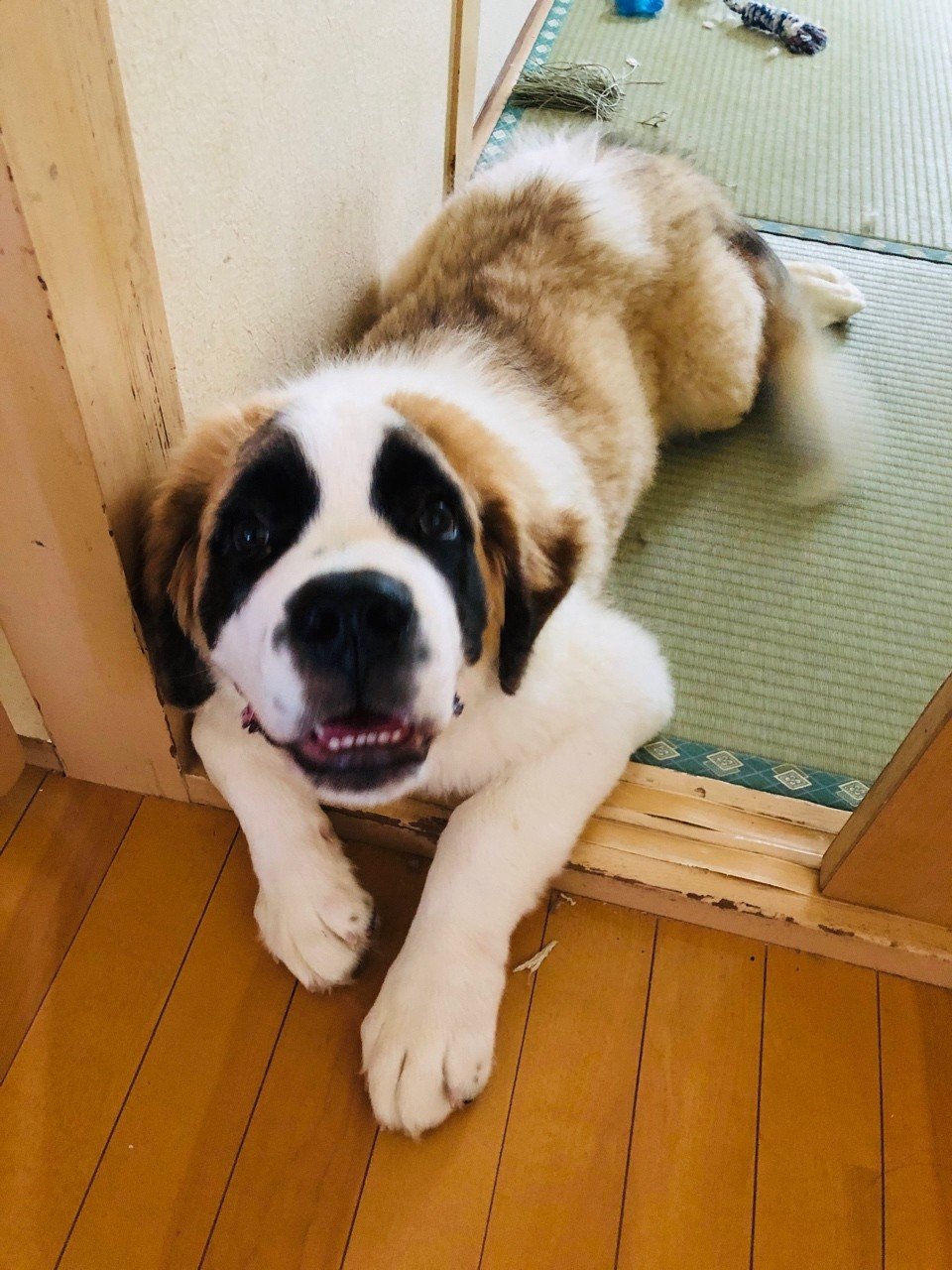 犬を飼い始めてからわかったこと もひ Note 犬を飼い始めてからわかったこと もひ Note