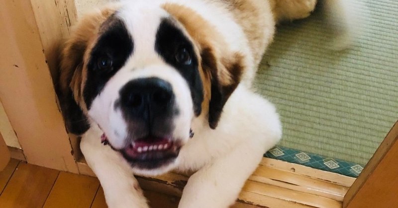 犬を飼い始めてからわかったこと もひ Note