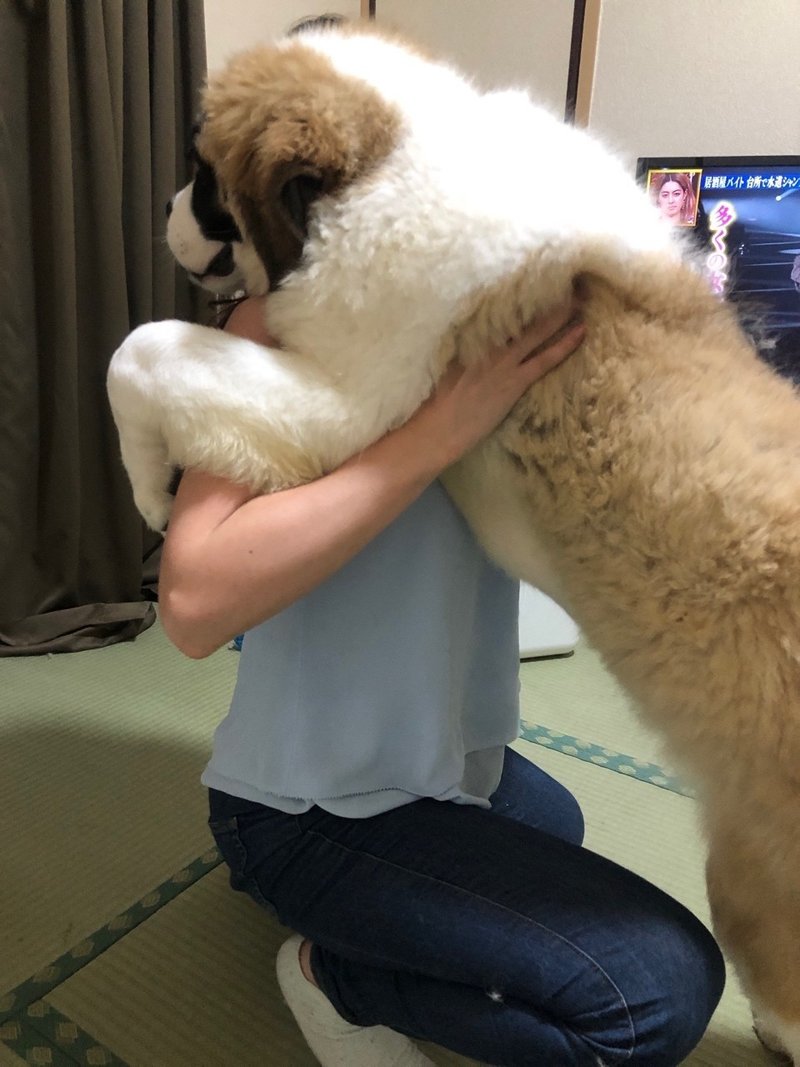犬を飼い始めてからわかったこと もひ Note