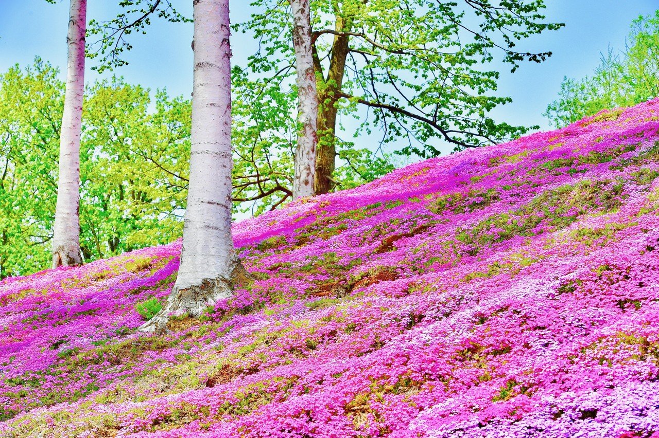 東藻琴村の芝桜 Scoop Kawamura Note