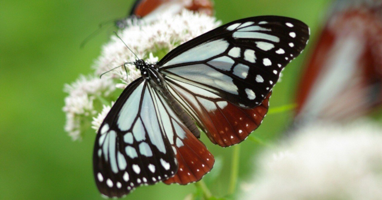 人それぞれみんな違う色？「浅葱（あさぎ）色」【新色できました】【色