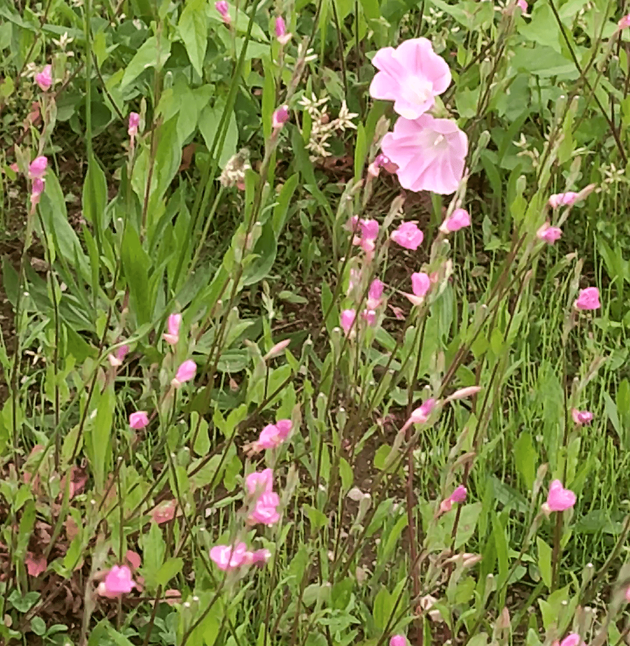 雑草の定義｜キッシー🔑心のかぎばあさん