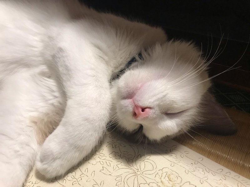 楽しくなると犬になる猫 だんご Note
