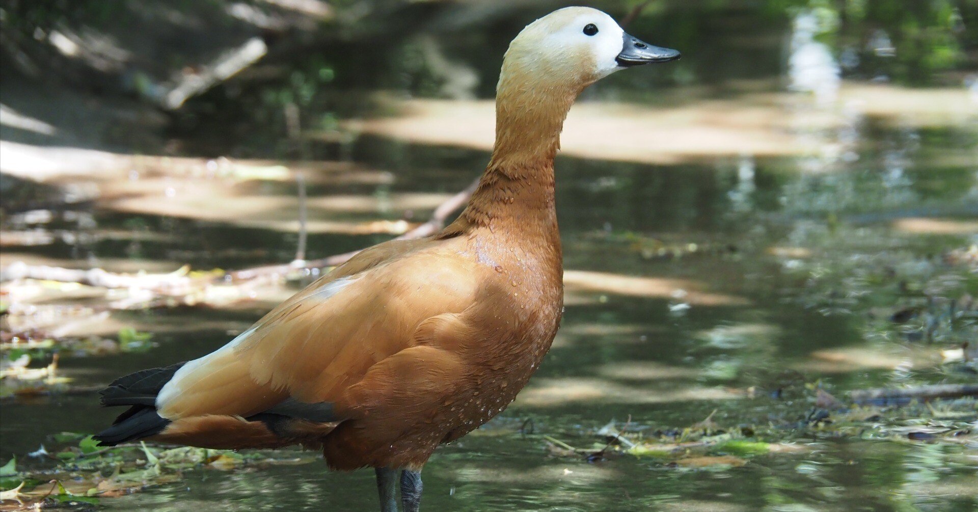 日本産カモ類中最大種｜アカツクシガモ Rubby Sheldrake｜M_ayumi