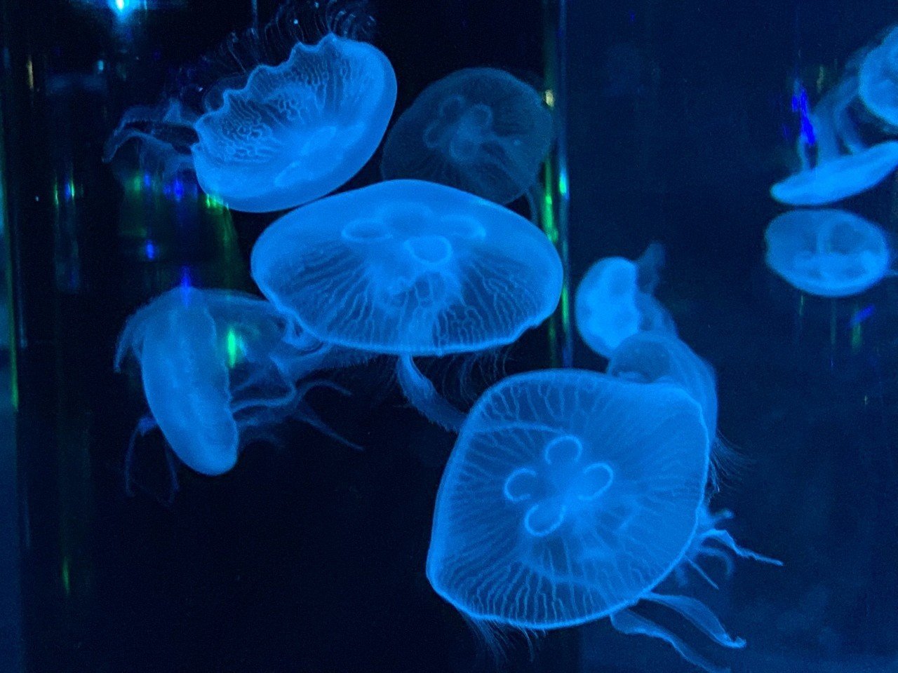 しながわ水族館の写真 栗熊ひろよ Note
