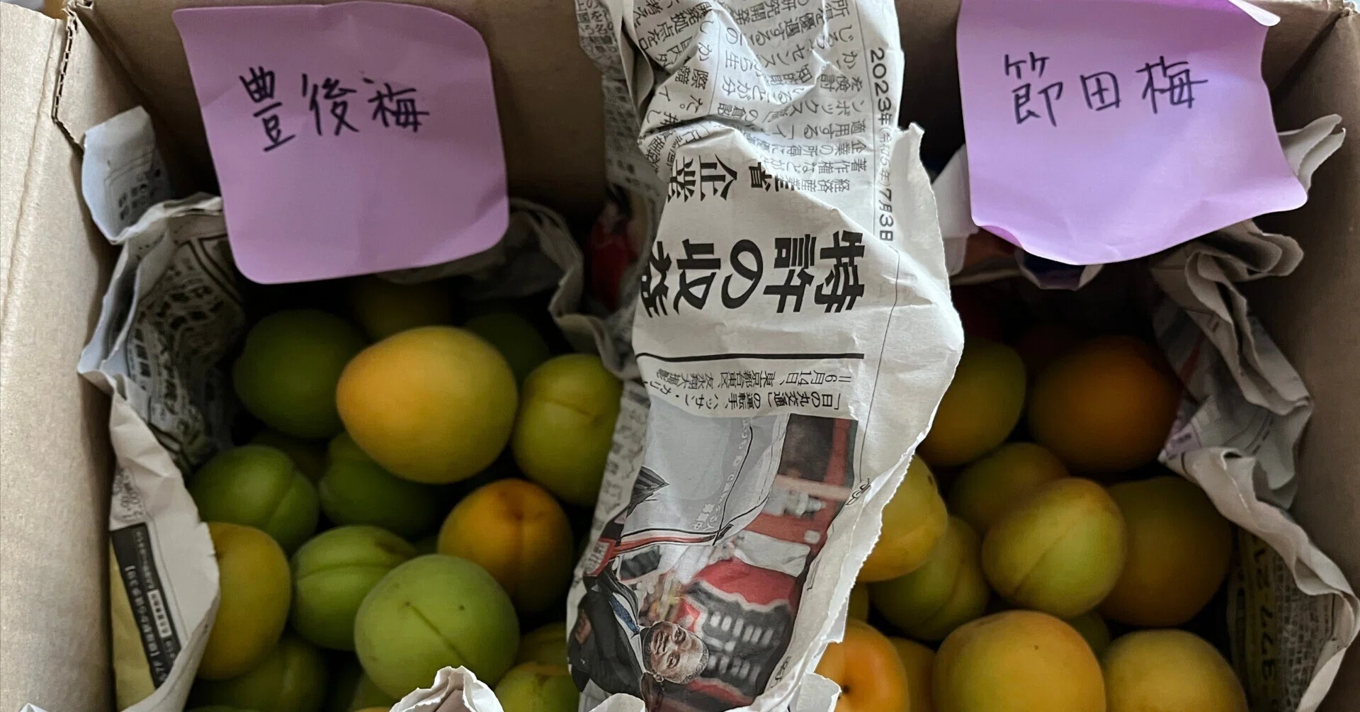 東北各地に分布する大きな杏梅の系譜～山形にもやはり巨大梅、庄内の