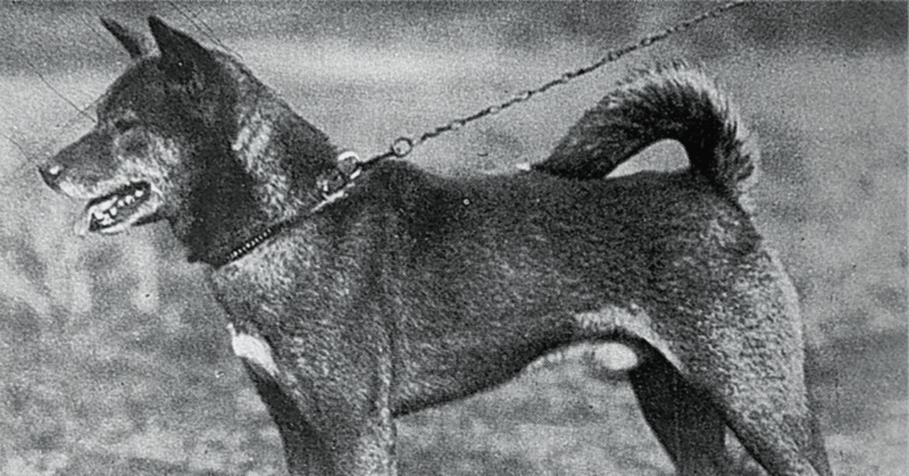 3129 外国切手 旧ソ連 1988年 狩猟犬 4種2組 3129 外国切手 旧ソ連 1988年 狩猟犬 4種2組 3129 外国切手