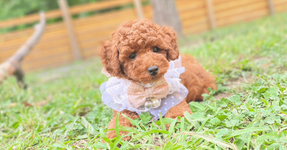 p*o様 ティーカッププードル ティーカッププードルの子犬を探す｜ブリーダー直販の子犬販売