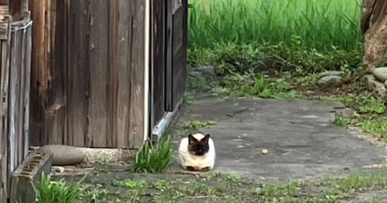 古民家の2階に忍び込んで見つかってしまった猫ちゃん、大胆不敵にも2