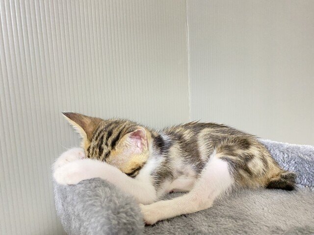 うつろです。突然ですが、しばらく投稿お休みします。 理由は