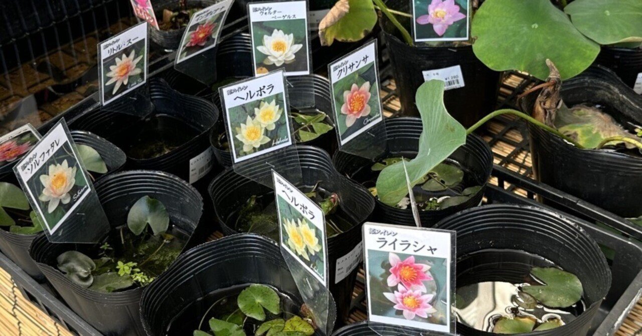 酒樽で睡蓮を育てよう(3)睡蓮を選ぶ｜NicePapa 平野 尚志