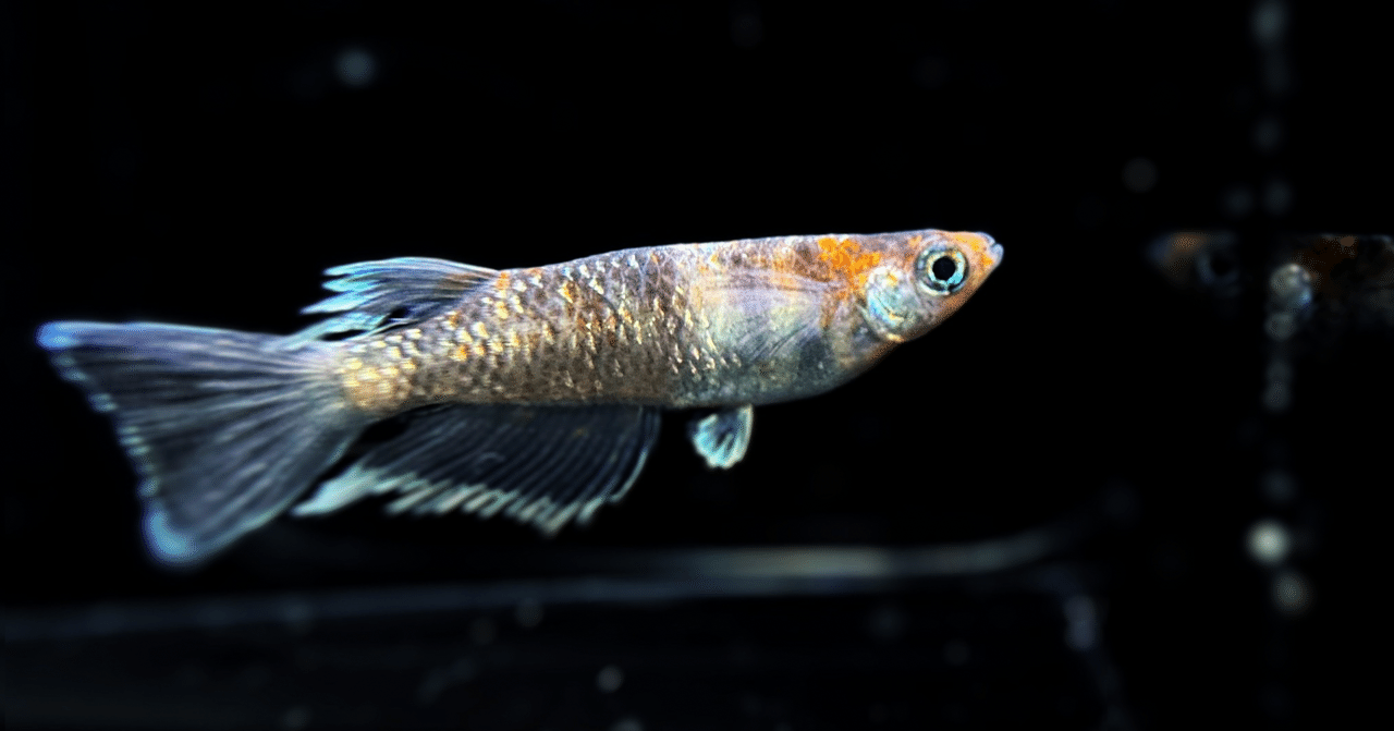 （めだか）朱光菊美人メダカ（１０匹） 菊間めだか] 朱光菊美人 5ペア