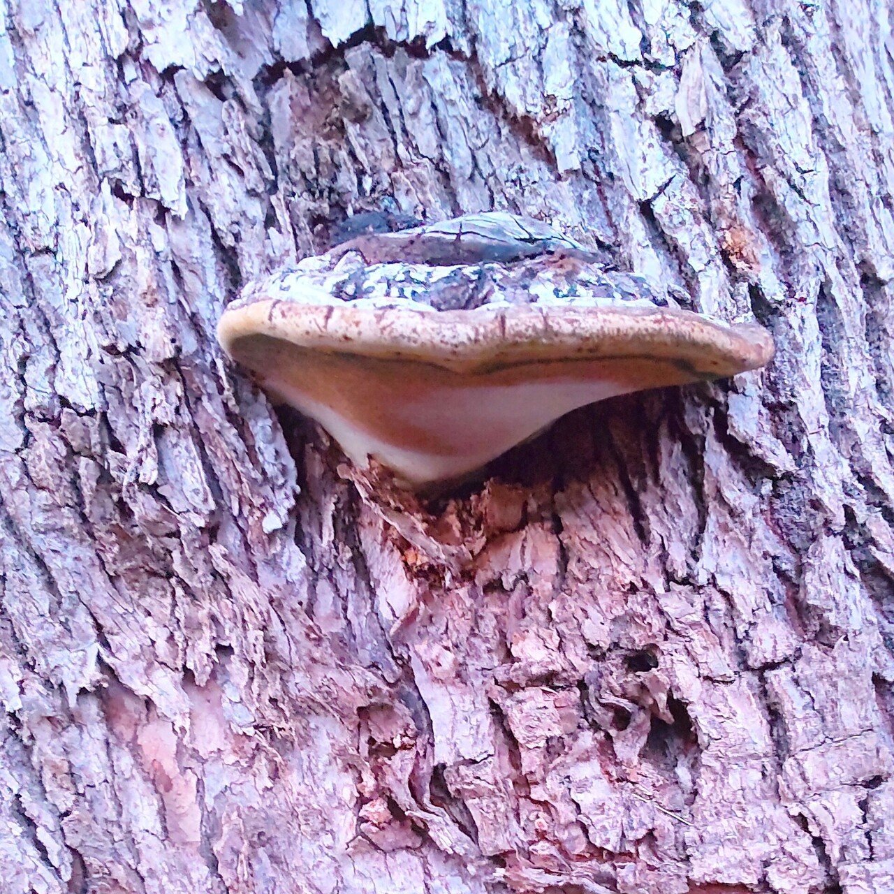 サルノコシカケの成長日記。｜海辺のほっこり〜ぬ